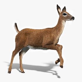 White Tailed Doe(FUR)(ANIMATED)